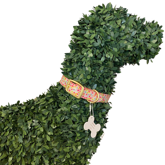 Dog, Dog Accessories, Dog Collars, Pet Accessories